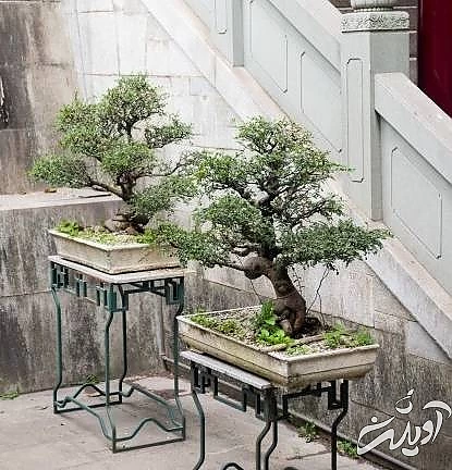 مراقبت از بن سای